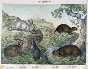 Konijn, bever - in "Natural History of Mammals", uitgegeven door Schreiber