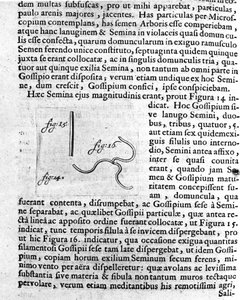 Voorstelling van een vruchtboomzaad. Beschrijving gemaakt door de Nederlandse handelaar en wetenschapper Antoine van Leeuwenhoek (of Leeuvenhoek Leeuwenhoeck) (of Antoni of Anthonie) (1632-1723). Gravure uit 