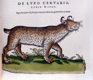 Voorstelling van een lynx (wolf - hert) - Historia Animalium door Conrad Gesner, Tiguri door Unknown artist