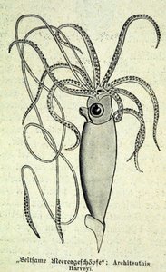 Representatie van een Architeuthis Harveyi, reuzeninktvis