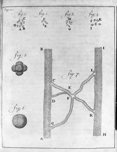 Weergave van hematia (rode bloedcel) van zalm en tarbot (gravure uit 