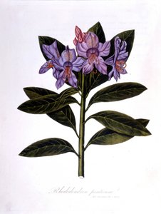 Rhododendron (Rhododendrum Pontium) door Unknown artist