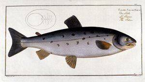 Zalm (Salmo salar) door Marc Elieser Bloch Ichtyologie Parijs - Berlijn - Londen 1787. door Unknown artist
