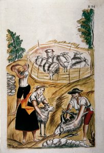 Schapenscheren, uit het boek 