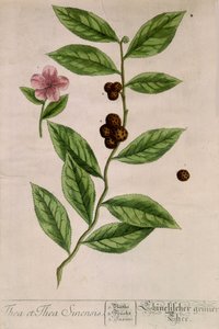 Sinensis theeplant - botanische plaat door Unknown artist