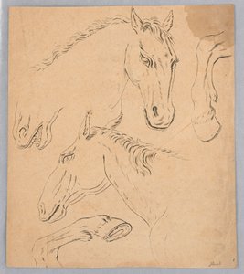 Schetsen van paardenhoofden en hoeven