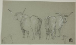 Schetsen van Witte Runderen uit de Maremma door Unknown artist
