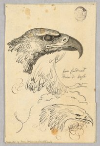 Studies van twee adelaarskoppen en één vleugel, van Kardinaal Bernis