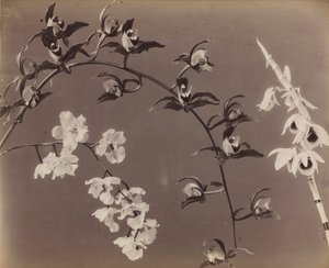 Studie van Orchideeën