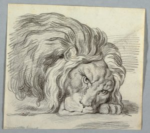 Studie van een Leeuw door Unknown artist