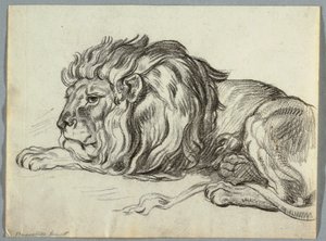 Studie van een leeuw