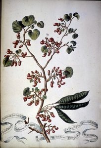 Sylvestris Rotundifolia. 19e-eeuws herbarium door Unknown artist
