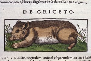 De hamster in Historia Animalium door Conrad Gesner (1516 - 1565), Tiguri door Unknown artist