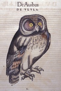 De uil in Historia Animalium door Conrad Gesner (1516 - 1565), Tiguri door Unknown artist