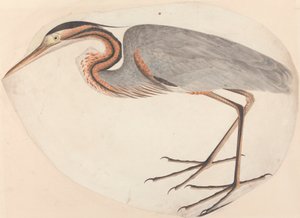 De purperreiger