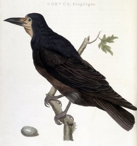 De raaf Frugilegus - natuurhistorische plaat