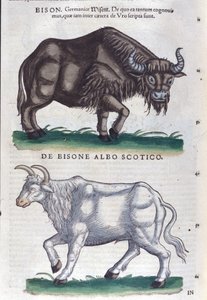 De bizon en de witte bizon uit Historiae animalium door Konrad Gesner, Tiguri door Unknown artist