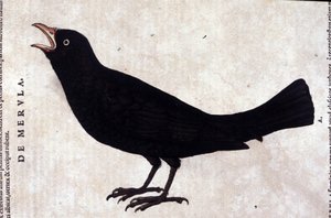 De merel na Historiae animalium door Konrad Gesner, Tiguri