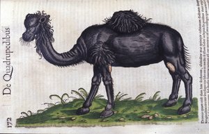 De kameel uit Historiae animalium door Konrad Gesner, Tiguri door Unknown artist