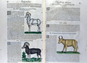 De dubbele pagina van de viervoeters in Historia Animalium door Conrad Gesner (1516 - 1565), Tiguri door Unknown artist
