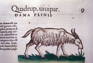 De geit naar Historiae animalium door Konrad Gesner, Tiguri