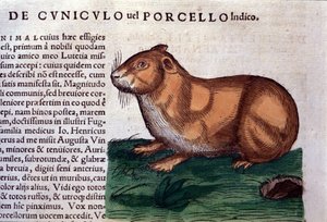 De cavia na Historiae animalium door Konrad Gesner, Tiguri door Unknown artist