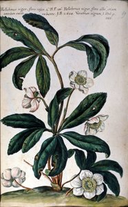 De helleborus of zwarte nieskruid, ook wel kerstroos genoemd. 18e eeuw