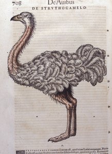 De struisvogel - uit Historiae animalium door Konrad Gesner, Tiguri door Unknown artist