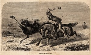 De struisvogeljacht, getekend van een foto, ter illustratie van het verhaal van de jacht in Afrika door William Charles Baldwin tussen 1852 en 1860. Gravure in 