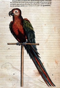 De papegaai na de Historia Animalium door Conrad Gesner, Tiguri 1560. Biblioteca nazionale Braidense. Milaan door Unknown artist