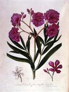 De roze laurier (oleander) - herbarium van de 18e eeuw door Unknown artist