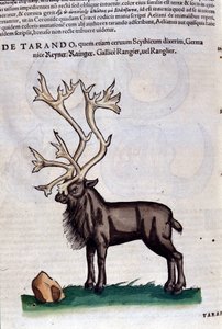 Het rendier na Historiae animalium door Konrad Gesner, Tiguri