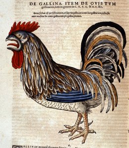 De haan na de Historia Animalium door Conrad Gesner, Tiguri 1560. Biblioteca nazionale Braidense. Milaan
