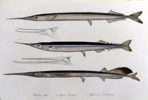 De zeenaald. Natuurhistorisch bord. 19e eeuw. door Unknown artist