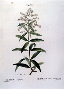 De verbena. 19e-eeuwse gravure