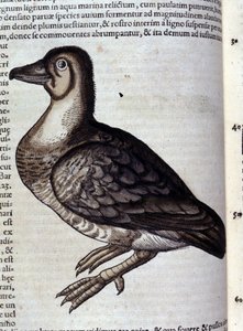 De wilde gans naar Historiae animalium door Konrad Gesner, Tiguri