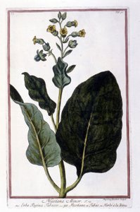 Tabaksplant (Nicotiana Minor). Botanische plaat uit een 18e-eeuws herbarium
