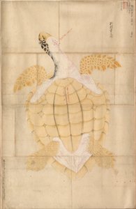 Schildpad door Unknown artist