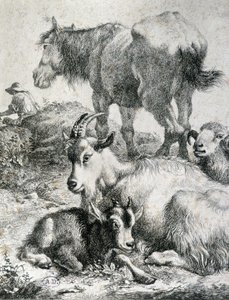 Trekpaard, geit, bok en ram (gravure)
