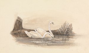 Twee zwanen op een meer door Unknown artist