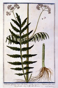 Valeriaan. 18e-eeuwse gravure door Unknown artist