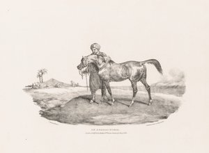 Verschillende Onderwerpen Getekend uit het Leven en op Steen: Een Arabisch Paard door Unknown artist