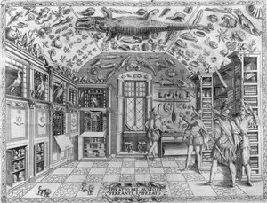 Zicht op het museum (kabinet) van curiositeiten (encyclopedisch museum) van de apotheker Ferrante Imperato (1550 - 1631). Gravure uit 1678. Museum van de Napolitaanse apotheker Ferrante Imperato.
