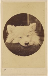 [Witte hond met zijn kin op een kussen]. door Unknown artist