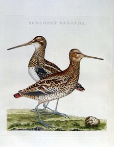 Houtsnippen en ei (scolopax gallina) - gravure door Unknown artist