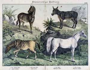 Zebra