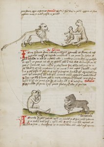 Een leeuw met een aap en zijn jong; Een aap; Een beer die een jonge aap eet door Unknown artist/maker