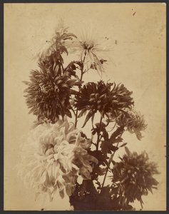 [Chrysanten]. door Unknown artist/maker