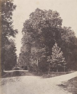 [Kruispunt, in het bos].