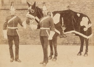 Een paard van de 3e door Unknown